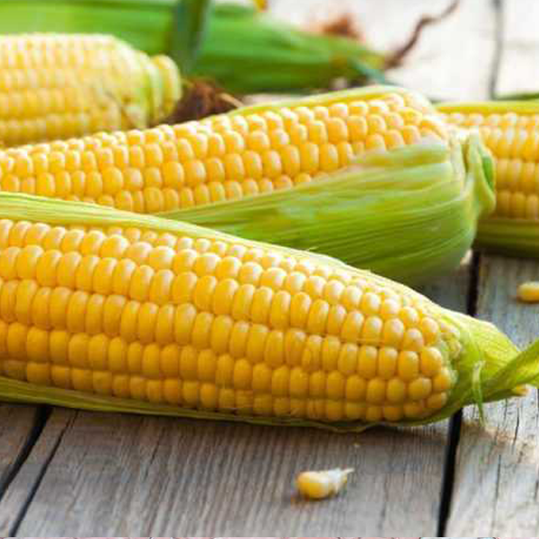 купити Насіння Кукурудзи