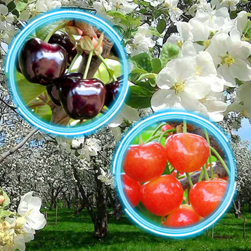купити Саджанці Дерево-Сад Черешні